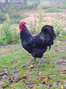 Kohút australorpky veľkej