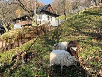 Valaška původní - chovný beran