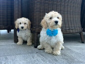 Maltipoo - šteniatko