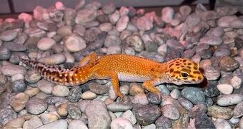 Eublepharis macularius - gekončík nočný
