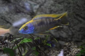 Sciaenochromis Ahli Gold