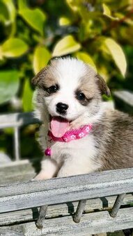 Welsh Corgi Pembroke s rodokmeňom pôvodu