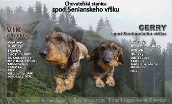 Jazvečík hrubosrstý