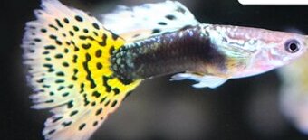 Predám Gupka Yellow