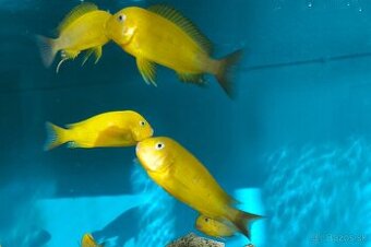Tropheus Kiriza Gold