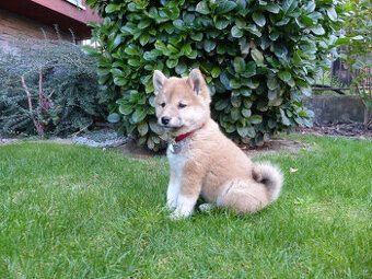 Shiba inu