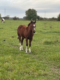 APH,Paint horse - kobyla