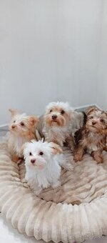 Yorkshire terrier golddust