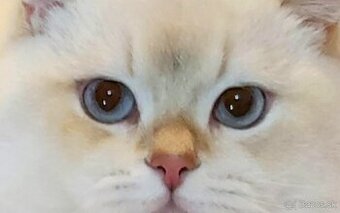 Britské mačiatka❤️extra kvalita-Igor - 1