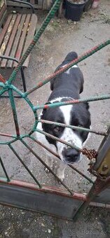 Hľadáme Nový Domov