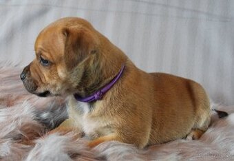 Stafordšírský bulteriér - pes s PP