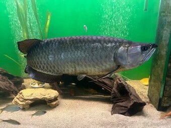Scleropages jardinii-Austrálska arowana
