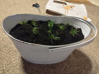 Vianočný stromček - céder sibírsky