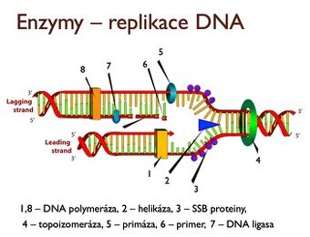 MUNI MED prípravný kurz materiály