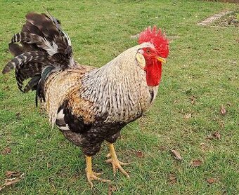 P kohuta Greenshell grenshel