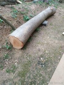 Lipové drevo , Lipa - 1