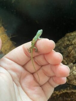 Anolis Čevenokrký - Anolis Carolinensis