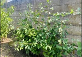 Ginkogo Biloba