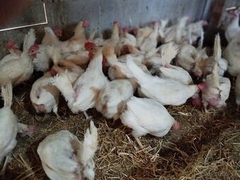 Sliepky Leghorn