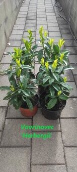 Vavrinovec, TUJA SMARAGD