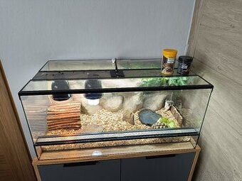 Predám suchozemsku korytnačku Testudo Hermanni