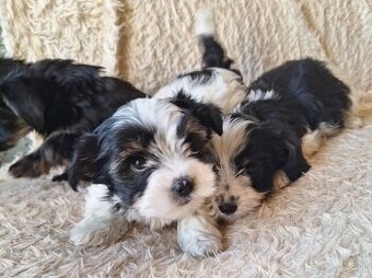 Yorkšhir,york,yorkšhirsky terier ,biewer