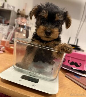 🐾 Čistokrvné šteniatka Yorkshire teriéra
