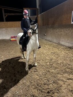 Predam pony k detom- aj do sportu.