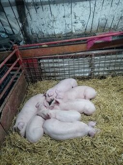 Odstavčata na predaj