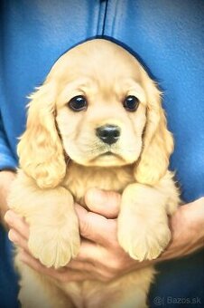 Americky kokerspaniel