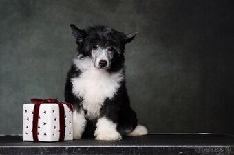 Čínsky chocholatý pes s PP - labutienka - 1