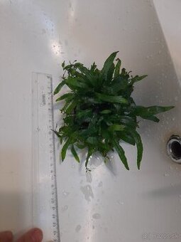 Predám Microsorum - 1