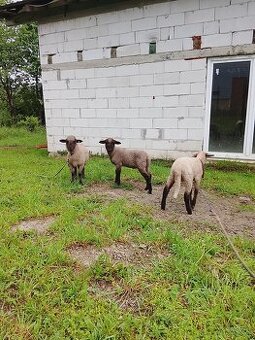 Ponúkam na predaj