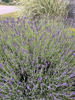Levandula lekárska
