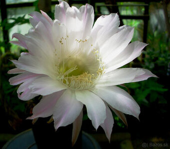 Kaktus Echinopsis cv.Haku-jo Maru