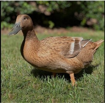 Kacka kačky comqelky