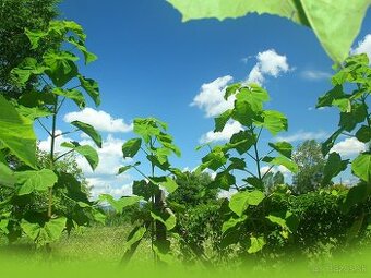 Sadenice (stromy) – Paulownia plstnatá (Paulovnia)