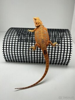 Agama bradatá - samice - 1