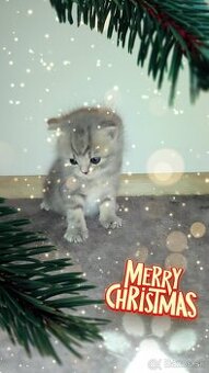 Predám Britské mačiatko