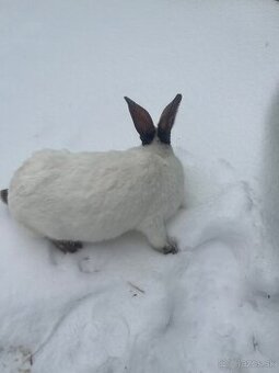 Ponúkam samicu hyla