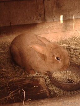 Predám králiky Novozélandské Červené.