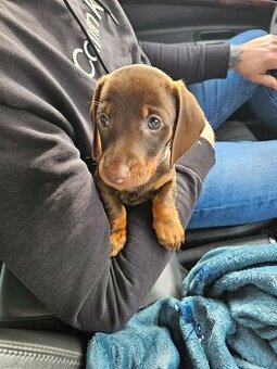 Krátkosrstý jazvečik