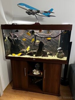 Akvárium Juwel 300 komplet, cichlidy