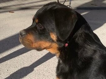 Rottweiler, rotvajler, rtw