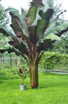 Banan,bananovniky,maurelli atd.