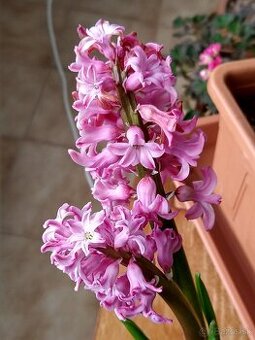 Hyacint východný ´Lady Derby´