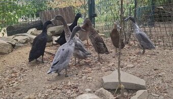 Indicky bežec