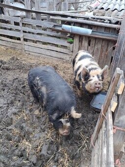 Kune