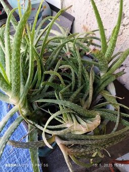 Aloe vera