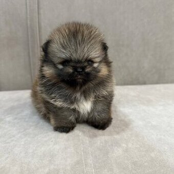 Pomeranian mini Boo